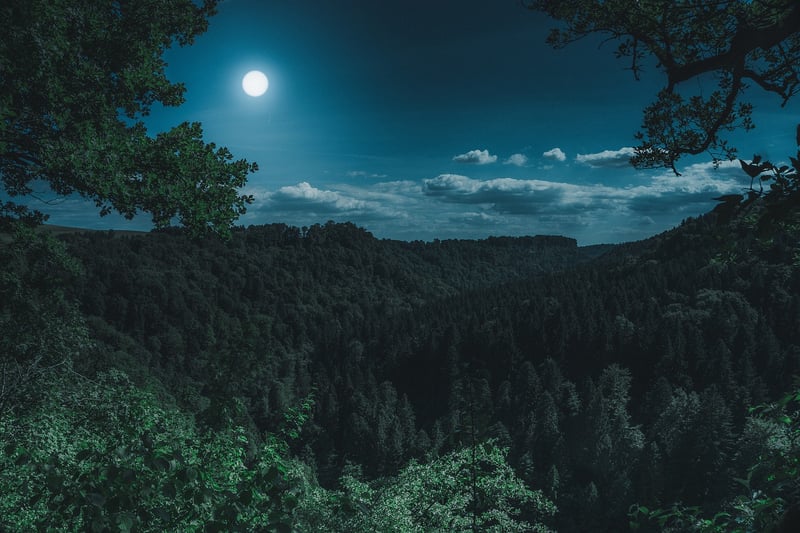 Moonlit night